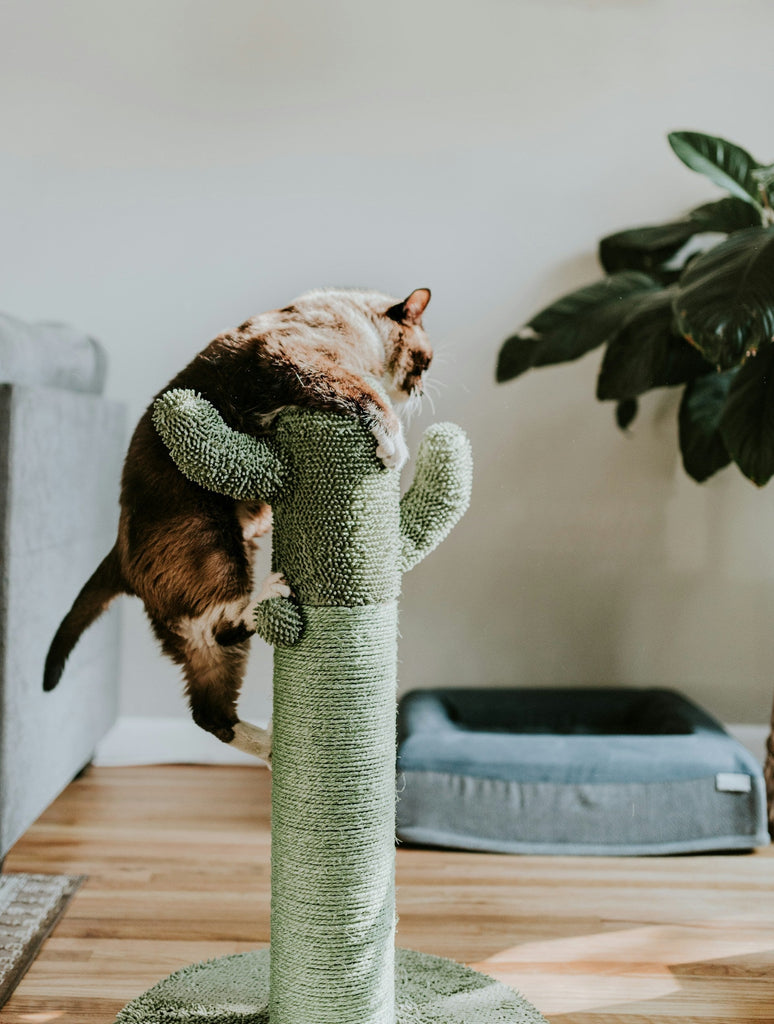 How to Keep Your Pet Engaged While You're Away: Tips for Creating a Pet-Friendly Environment with Toys, Puzzles, and Activities