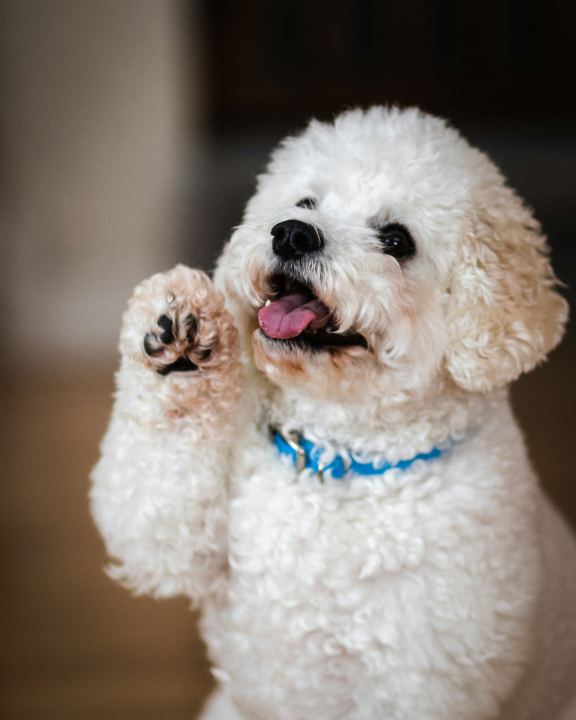 The Importance of Mental Stimulation for Pets: How Enrichment Can Improve Behaviour and Quality of Life