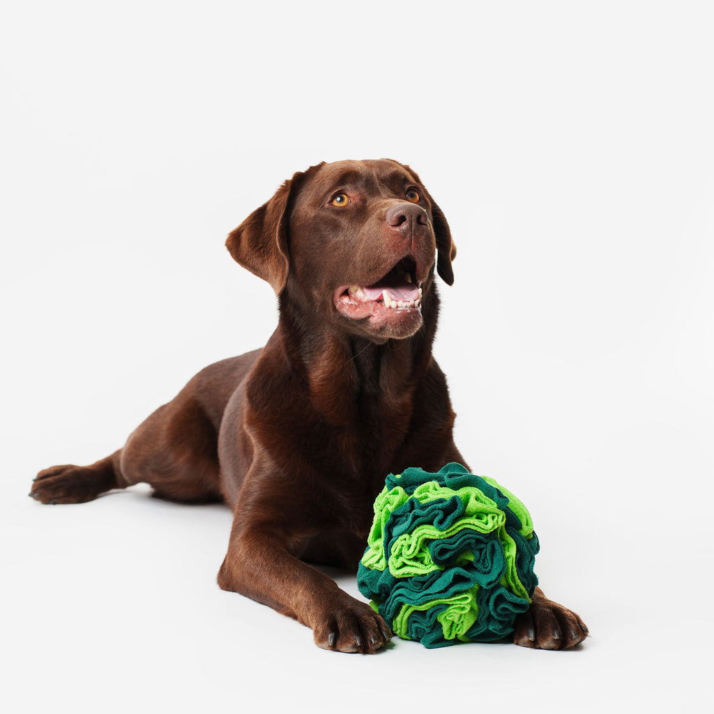 Pet Snuffle Ball -Green | Pet Enrichment Toys Australia