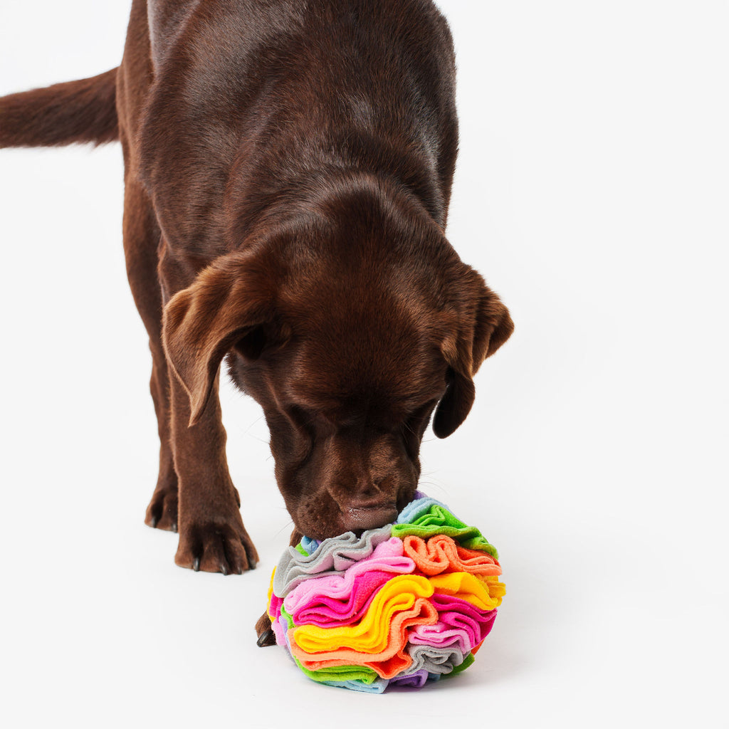 Pet Snuffle Ball - Pastel Rainbow | Pet Enrichment Toys Australia