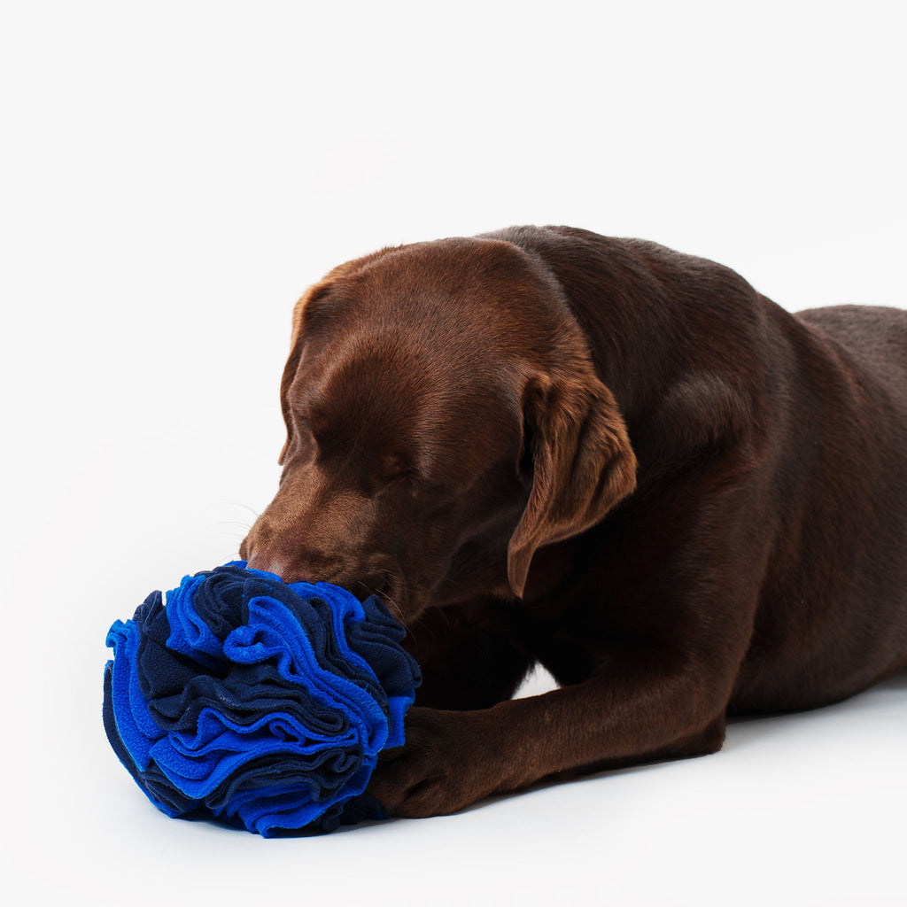 Pet Snuffle Ball - Blue | Pet Enrichment Toys Australia